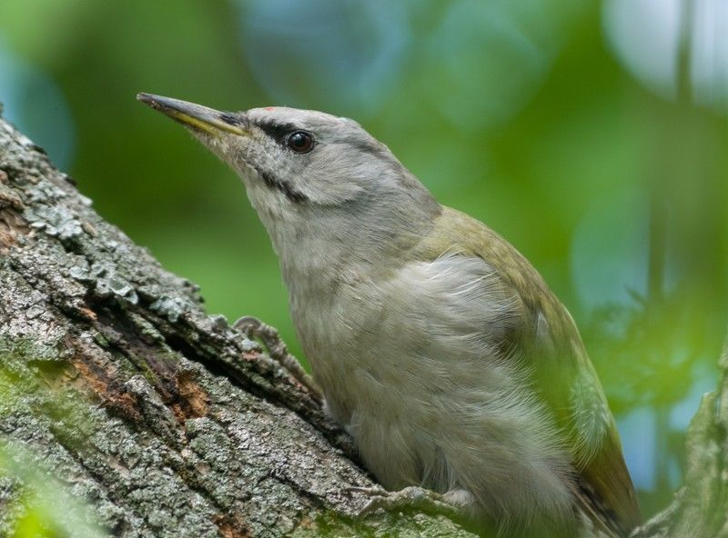 Седой Дятел. фото превью