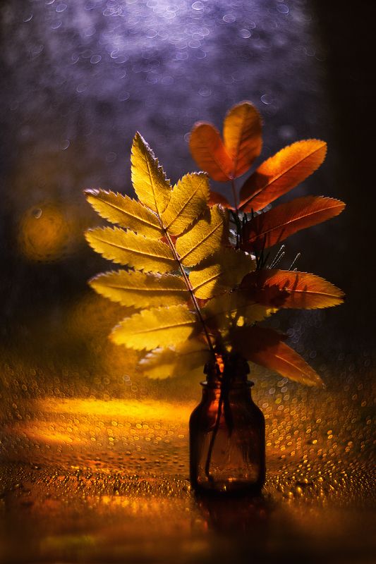 moment, момент, beautiful, красивый, bokeh, боке, manual lens, мануальная оптика, helios-44m, leaves, листья, autumn, осенние, rowan, рябина, minimalism, минимализм, still life, натюрморт, rainy, дождливо, После красно-желтых дней...photo preview