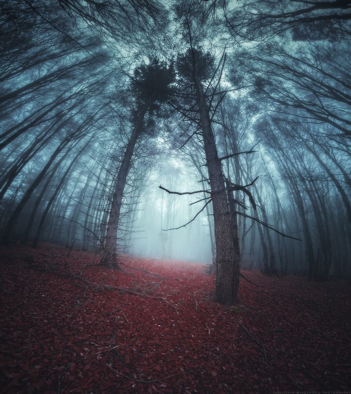 autumn, fall, landscape, forest, trees, wide angle, fog, mist, mountain, woods, spring, bulgaria, nature, green, plant, weed, leafs, dream, panorama, woodland, gora, mountain, grass, magic, dreamy, colors, foggy Forest Portalphoto preview