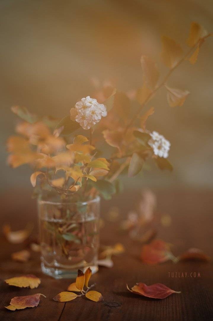 спирея, осень, спирея в ноябре, Владимир Тузлай