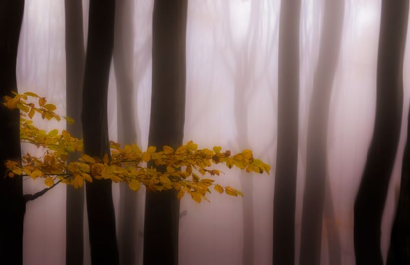 Вълшебната гораphoto preview