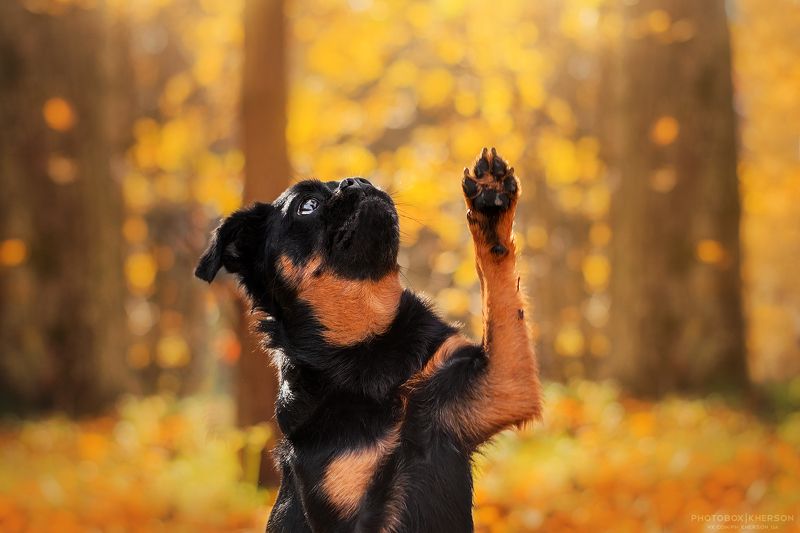 собака, осень, портрет, лайфстайл, солнце, Солнечный Кас в осеннем паркеphoto preview