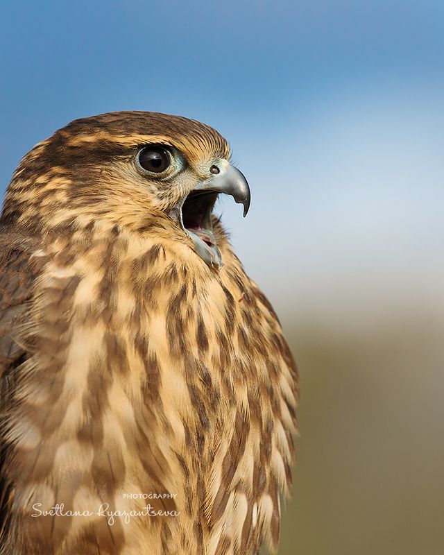 bird,  falco columbarius, falcon, falconry Falco columbariusphoto preview