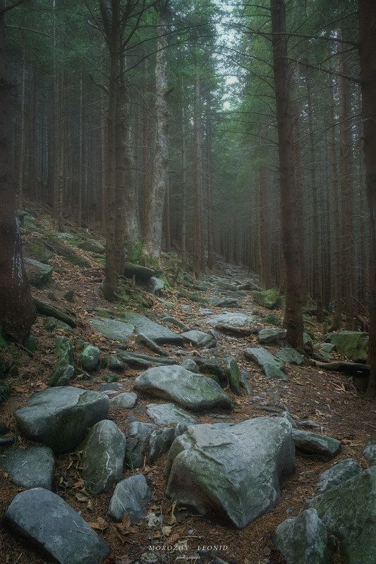 карпаты., украина., зима., пейзаж., снег., карпатский., гора., красивый., небо., природа., дерево., холод., мороз., путешествия., белый., сезон., ель., лес., фон., снежный., горы., зимний., утро., отдых., солнце., лед., изморозь., иней., сцена., синий., с fairy forest фото превью