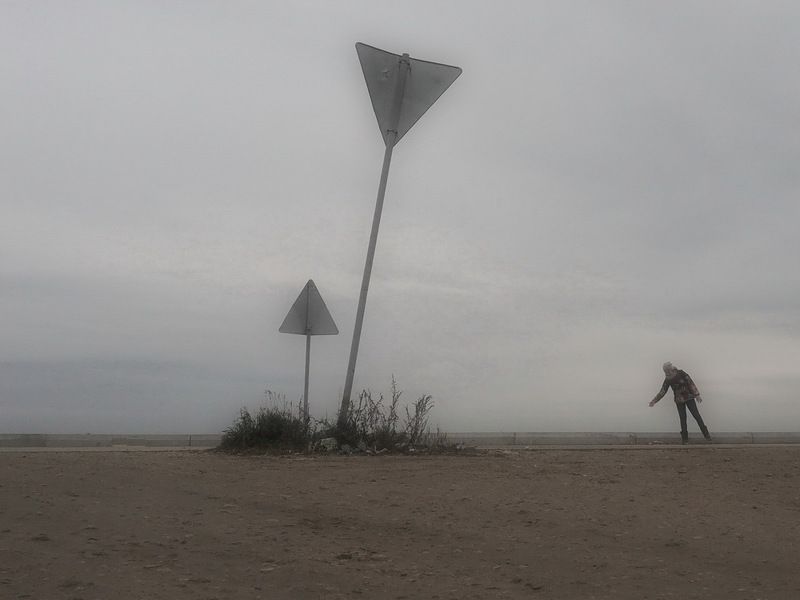 Полевые цветыphoto preview