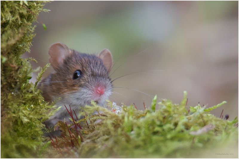 Про хитростьphoto preview