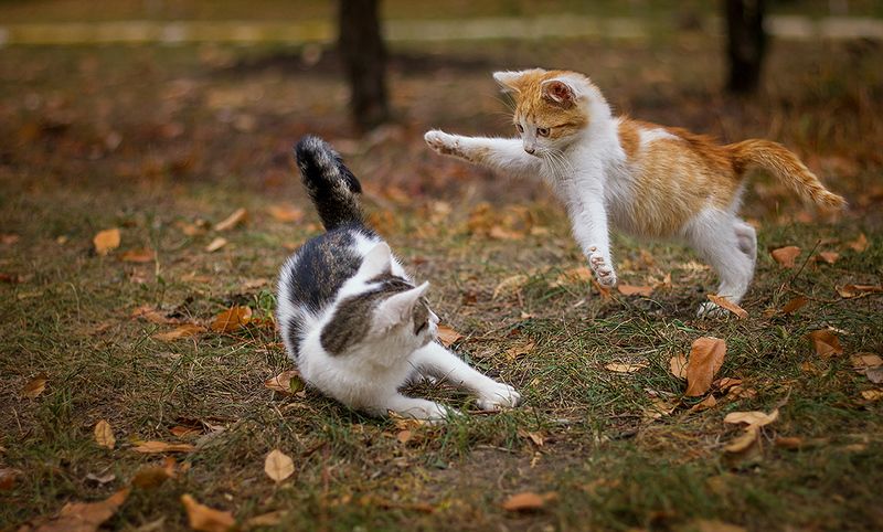 Как давно мы не виделись!photo preview