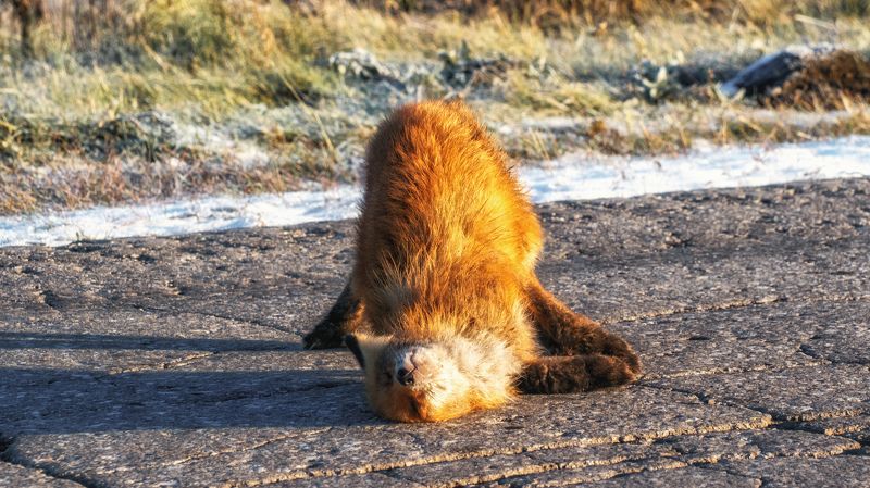 лиса, животные, утро, природа, никон, nikonrussia, fox, animals, wild, nature, nikon Почеши меняphoto preview