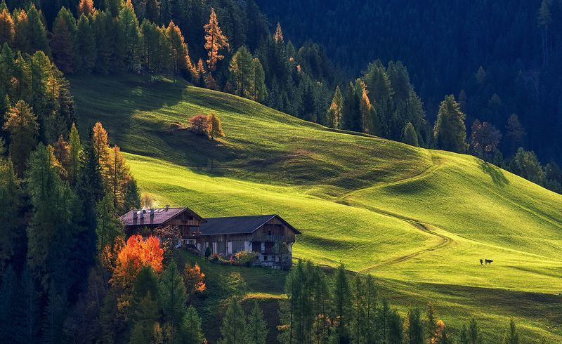 Домики и коровкиphoto preview