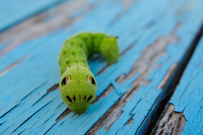 Инопланетянинphoto preview