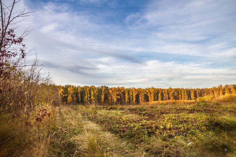 лес, поле, кусты, трава, природа, пейзаж, небо, облака, закат, ветер Лесная комната с небесным потолком...photo preview