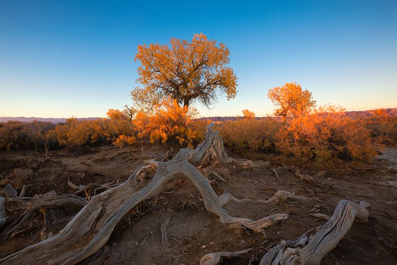 胡杨树photo preview