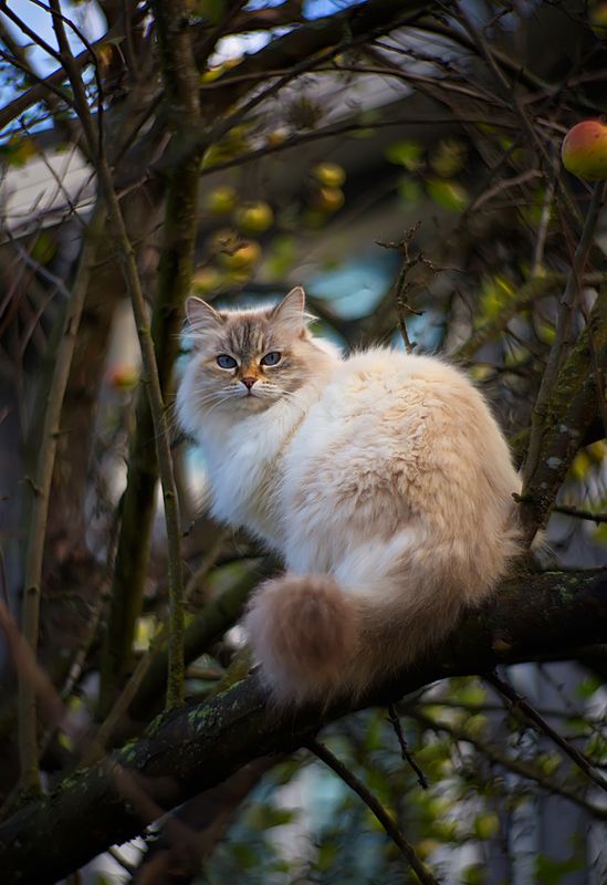 кошка, животные, яблоки, осень, природа, боке, петцваль Про яблоки, кошку и про бокеphoto preview