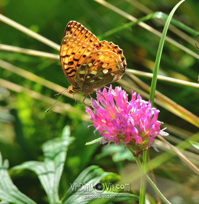 клевер сладкийphoto preview