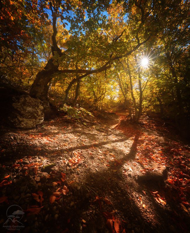 пейзаж, природа, лес, демерджи, крым,солнце,осень Тропинка к Солнечной полянеphoto preview