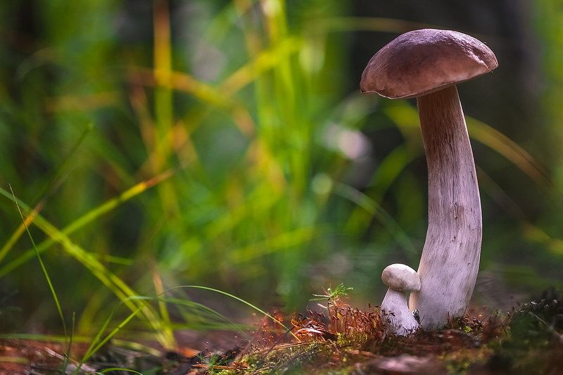 Под присмотромphoto preview