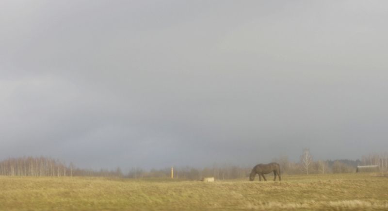 Лошадь в туманеphoto preview