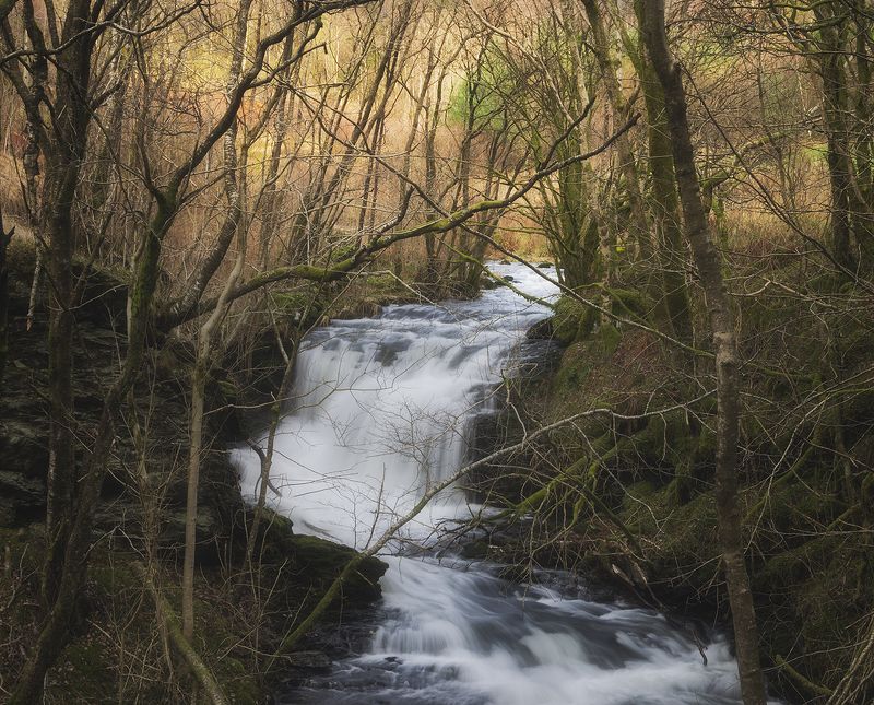 November forestphoto preview