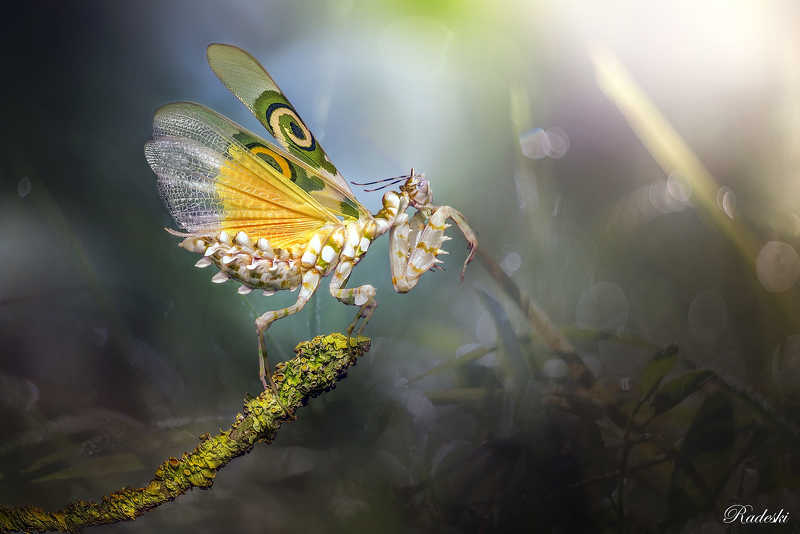 Mantide del fiore spinosophoto preview