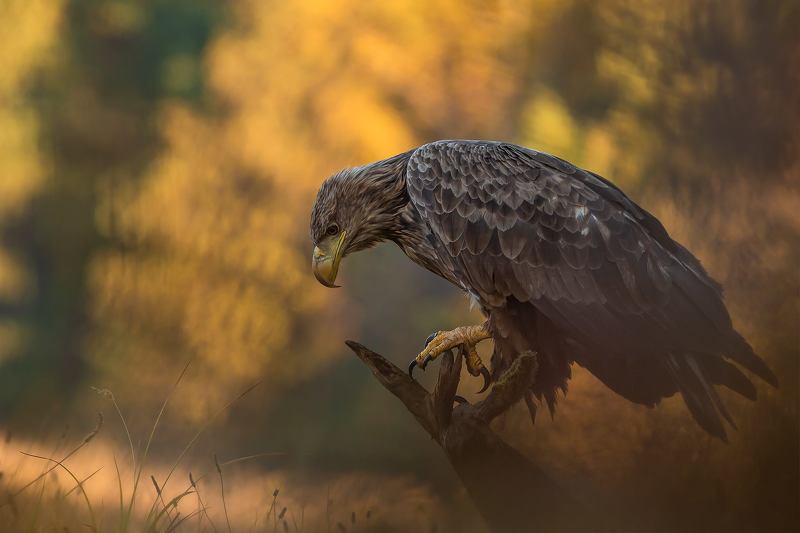 Claws фото превью