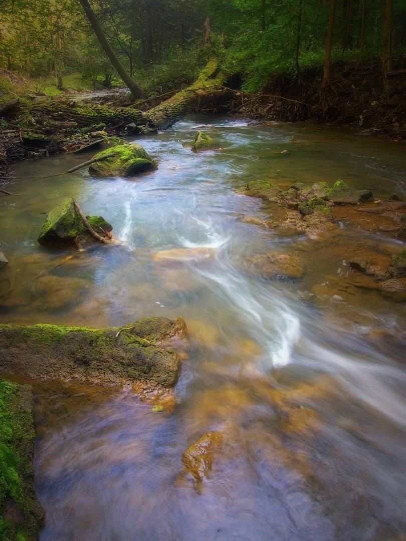 Утро в лесу. Автор: Виктор Тулбанов пейзаж, лес, река, польша, landscape, forest, river, poland,olympus, nature, morning, Виктор Тулбанов