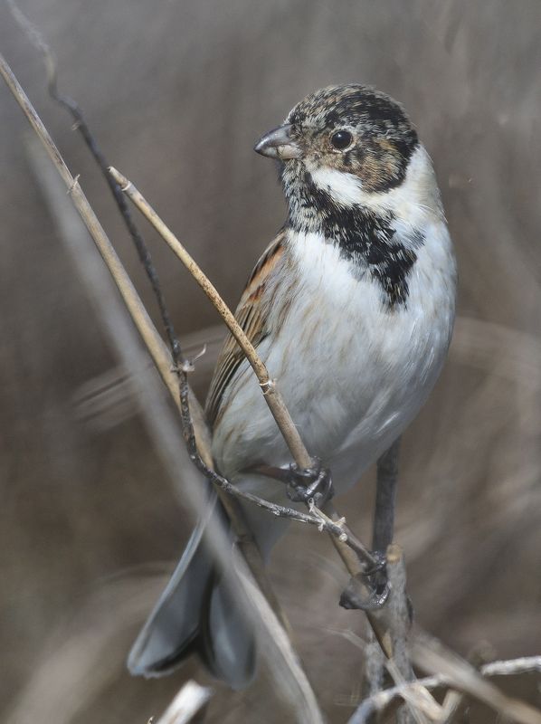 bird, bunting, feathers, wings Reed buntingphoto preview