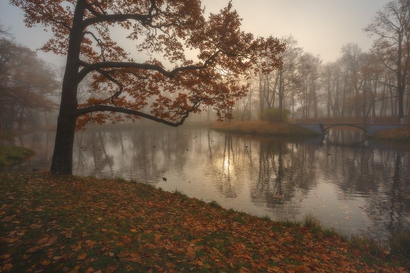 питер, царское, царское село, александровский парк, пушкин, landscape, tsarskoyeselo, autumn,  городской пейзаж, санкт-петербург осеннее солнышко...photo preview