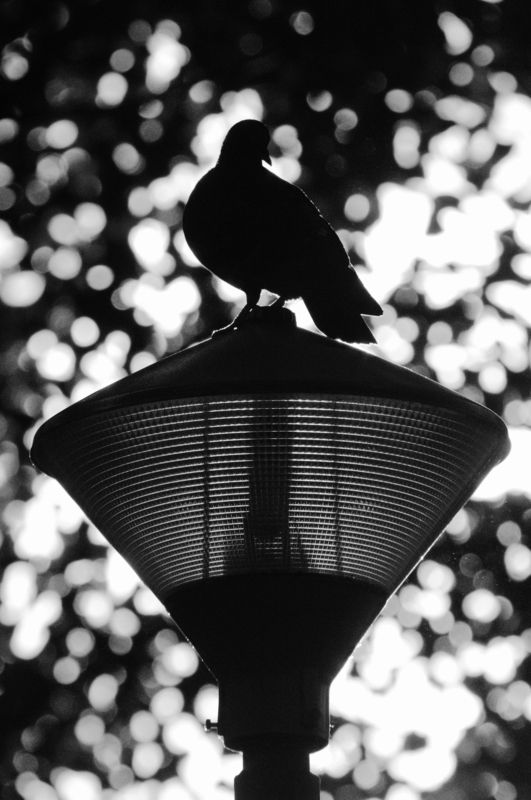 Силуэтphoto preview