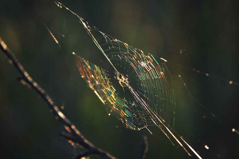 moment, момент, beautiful, красивый, beauty of nature, красота природы, canon 55-250, spider, паук, spiderweb, паутина, rainbow, радужная, Строитель радужных чудес.photo preview