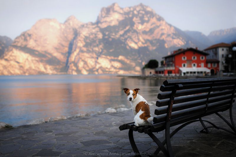 собака, горы, озеро photo preview