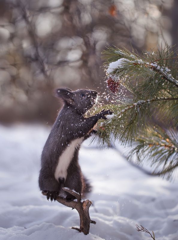 якутия, нерюнгри, белка Снежная шишка фото превью