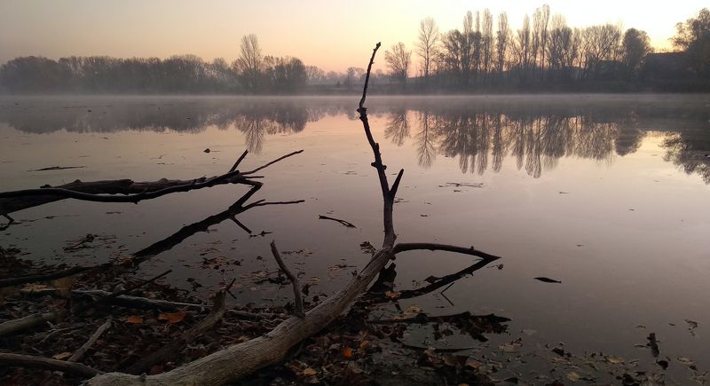 Из жизни деревьевphoto preview