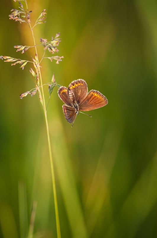 Про бабочекphoto preview