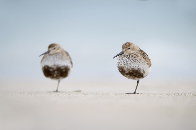 Синхрон фото превью