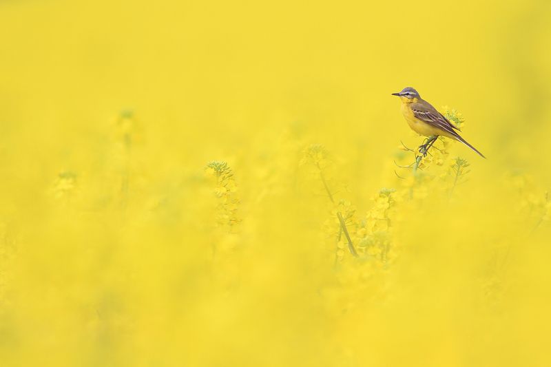 bird,yellow,wildlife,nature,color,beautiful,scene,fields,scenery,spring,wild,beauty,sunny,birds,natural The Yellow Realm of Yellow Wagtailphoto preview