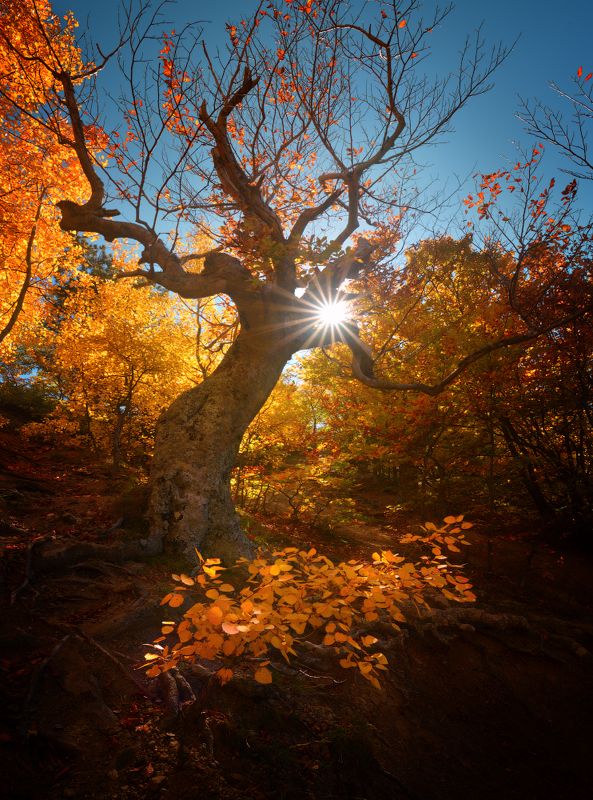 ГРАЦИЯphoto preview