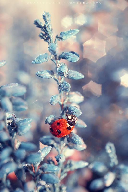 ladybird blue heather ladybug biedronka flower macro m42 bokeh star volna Ladybird on blue heatherphoto preview