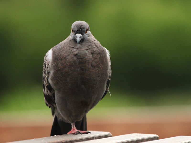 Сила жизниphoto preview