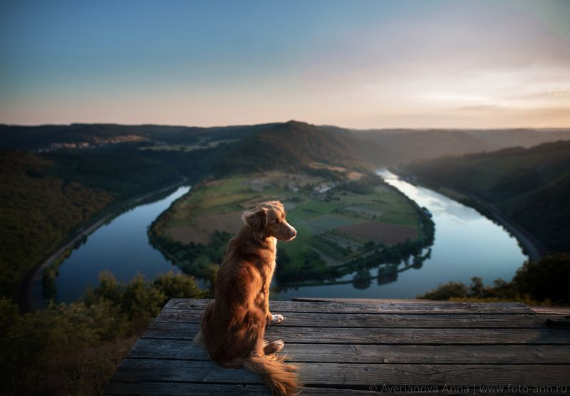 собака, природа, река photo preview