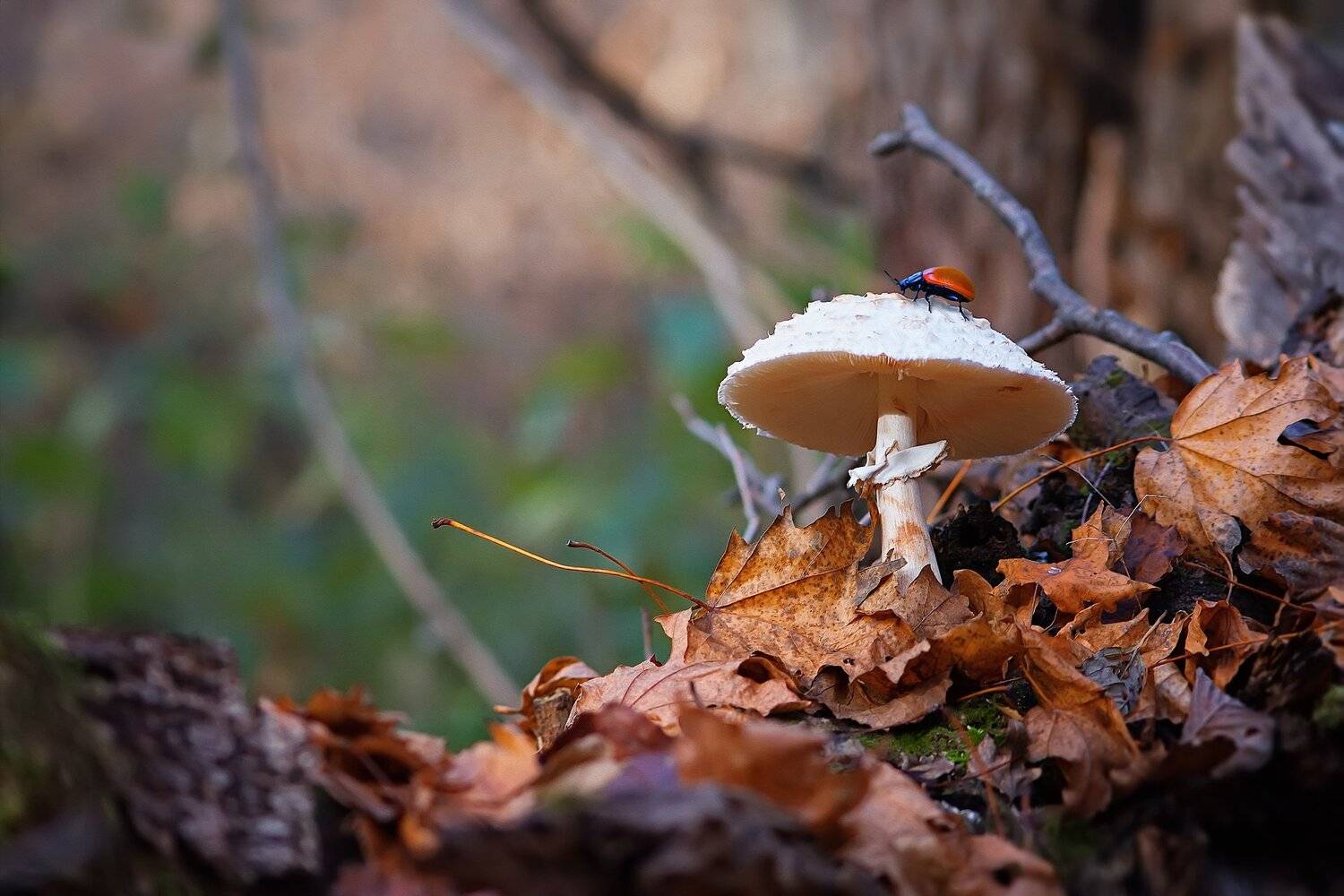 В глубинке леса. Автор: Юрий Котов гриб,свет,блик,лес,мох,лист,ветки,цвет, Юрий Котов