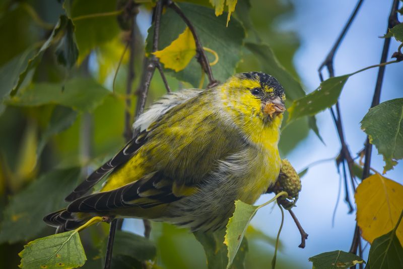 Чижикphoto preview