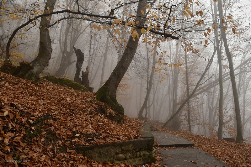 Туманная осеньphoto preview