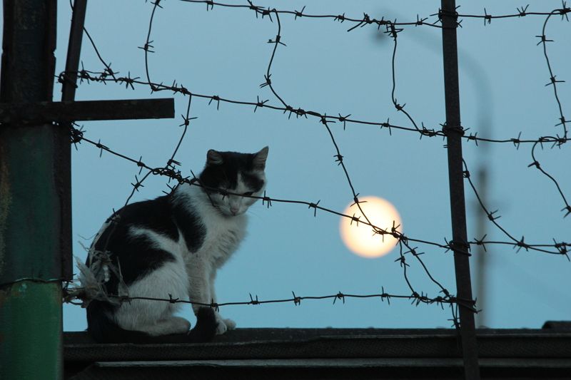 кот photo preview