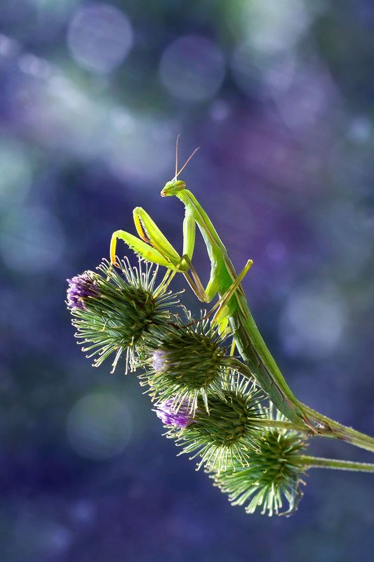 Богомол, макро, природа, сиреневый, чертополох  photo preview