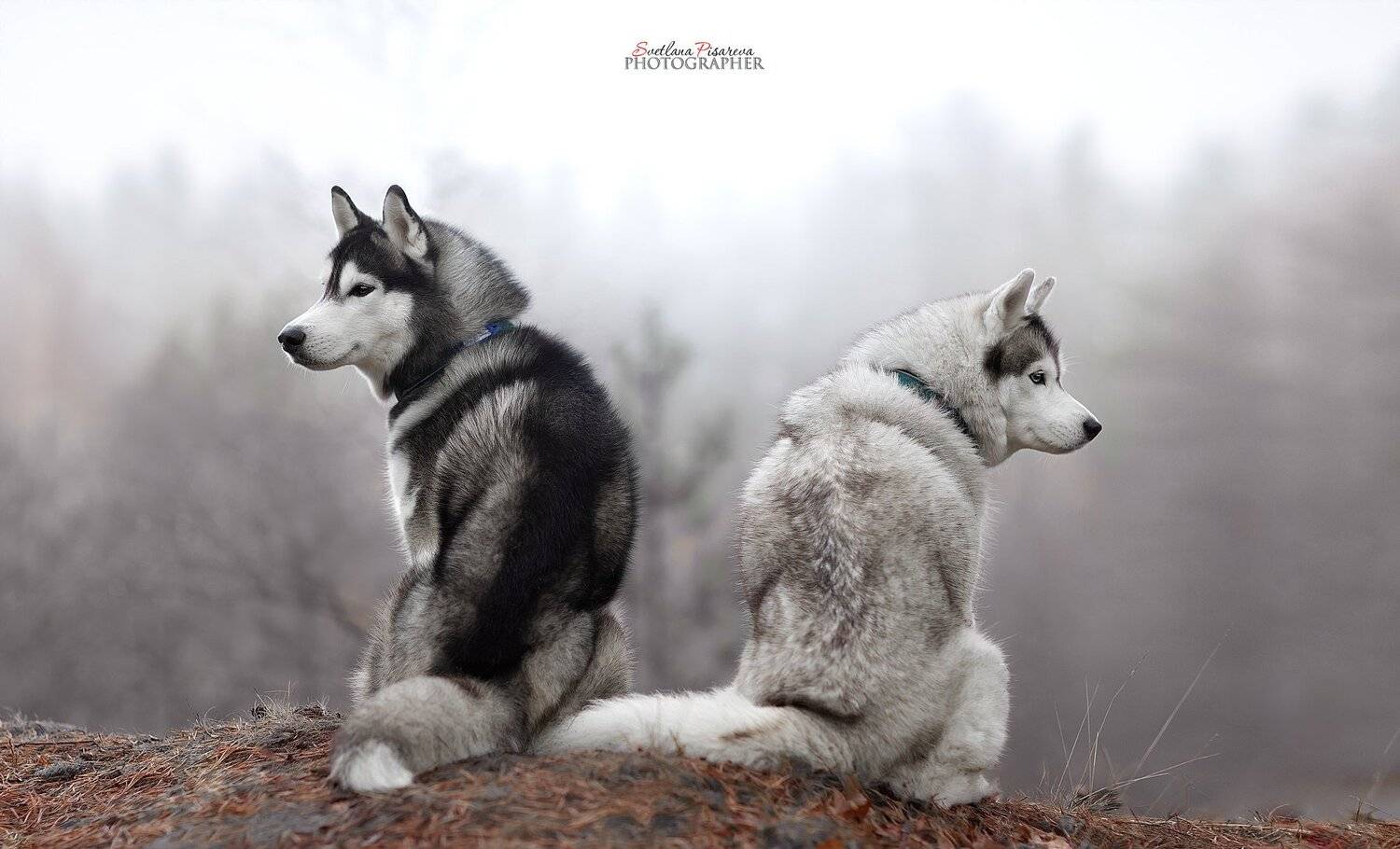 Разные интересы.... Автор: Светлана Писарева , Светлана Писарева