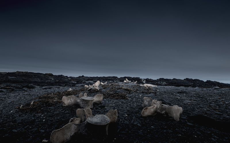 whale, bones, nature, arctic, north, полуостров рыбачий, whalephoto preview