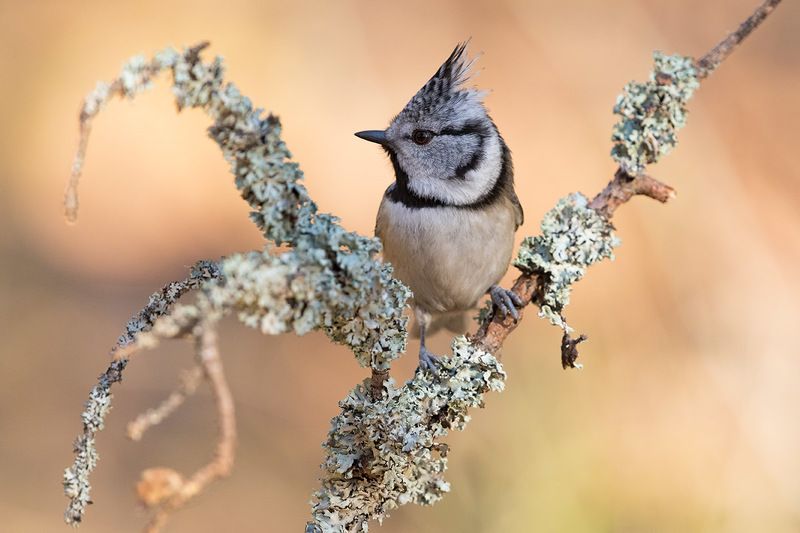 Про гренадеркуphoto preview