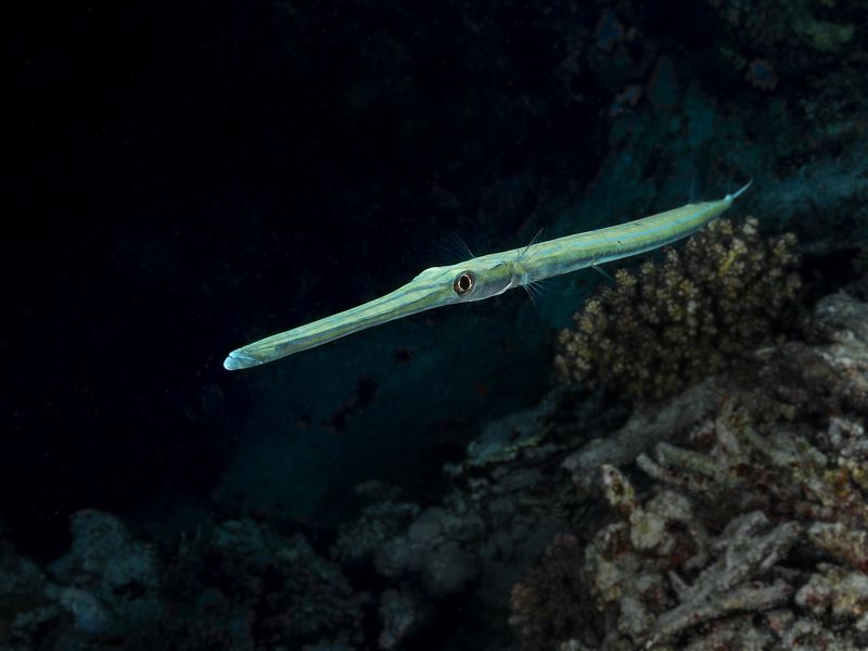 trumpet fish Trumpet fishphoto preview
