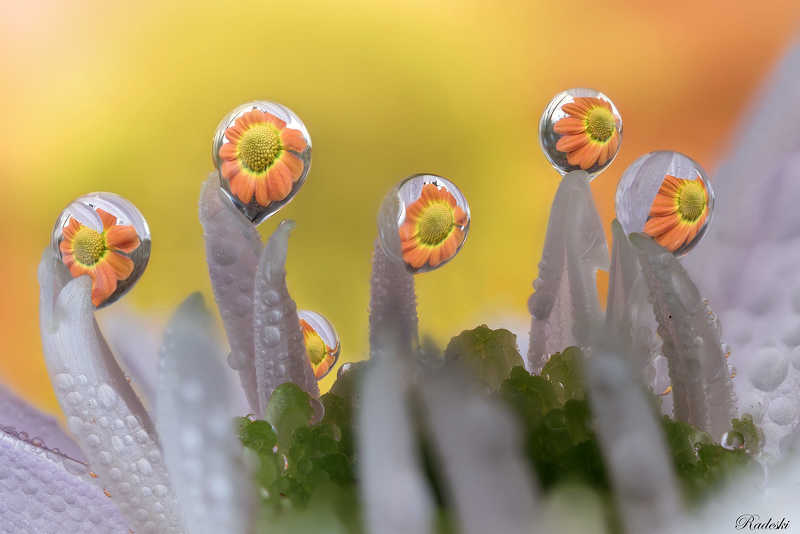 Dew sculpturesphoto preview