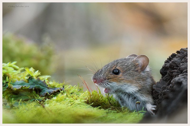 Горлопанphoto preview